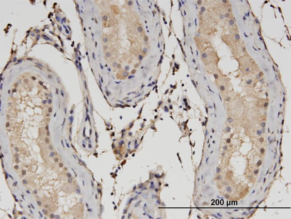 RSG1 Antibody (clone 3G4)