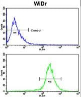 AXL Antibody (aa13-44)