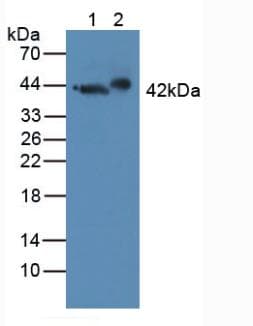 GAP43 Antibody (aa1-274, APC)