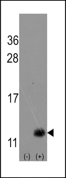 URM1 Antibody (aa8-40)
