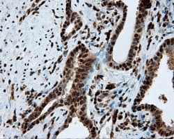 LTA4H / LTA4 Antibody (clone OTI7D11)