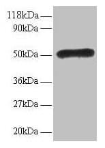 LMO1 Antibody