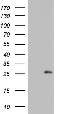 ARFL3 / ARL3 Antibody (aa2-182, clone OTI7E5, Carrier-free)