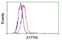ATP5B / ATP Synthase Beta Antibody (clone OTI3H8)