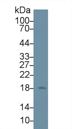 LCN1 / Lipocalin-1 Antibody (aa22-173)