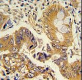 CLNS1A Antibody (aa148-176)