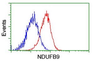NDUFB9 Antibody (clone OTI13H11)