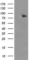 ACSS2 / ACAS2 Antibody (clone OTI3B12)