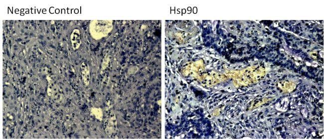 Goat Anti-Mouse IgG Secondary Antibody (HRP)