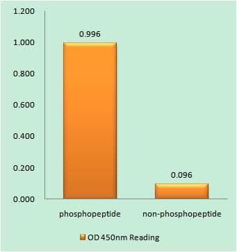 DES / Desmin Antibody (phospho-Ser60)