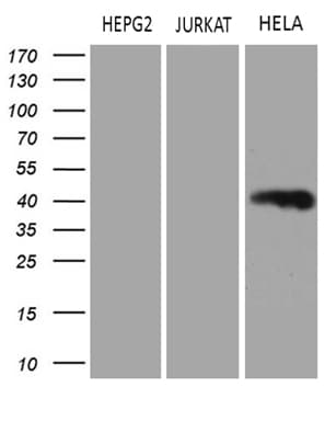 LSM11 Antibody (clone OTI1F1)