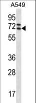 BCAP / PIK3AP1 Antibody (aa639-668)