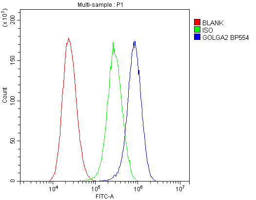 Polyclonal Rabbit anti-Human GOLGA2 / GM130 Antibody (IHC, WB)
