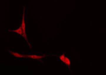 ATF5 Antibody