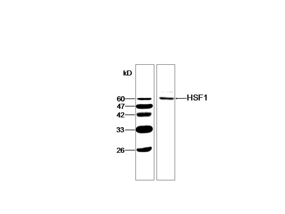 HSF1 Antibody