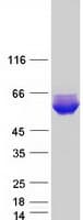 Human MSANTD2 / C11orf61 Protein (Recombinant Myc-DDK (Flag))