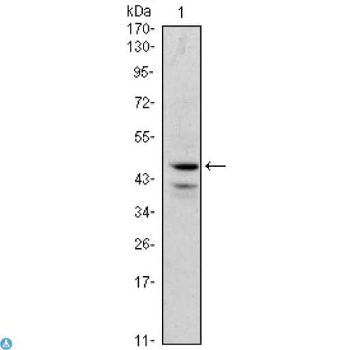 GATA1 Antibody