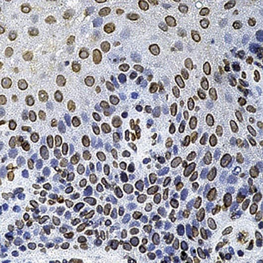 CDC25A Antibody (clone DCS-120+DCS-121)