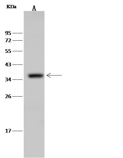 CD68 Antibody (Preservative Free)