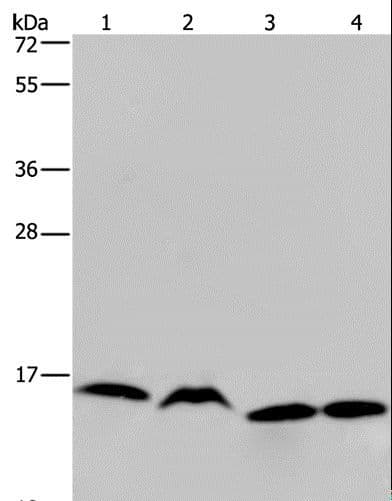 HIST1H2AH Antibody