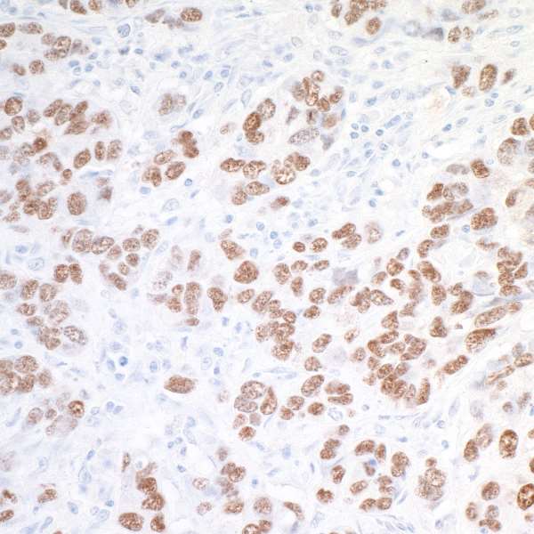 SOX10 Antibody (aa416-466)