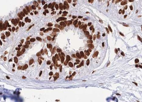 Histone H4 Antibody