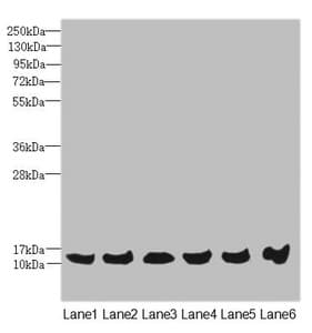 Polyclonal Rabbit anti-Human MAGOH Antibody (IHC, WB)