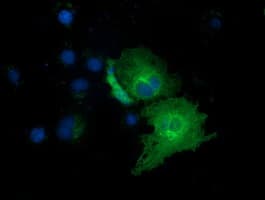 EXD1 Antibody (clone OTI5B5)