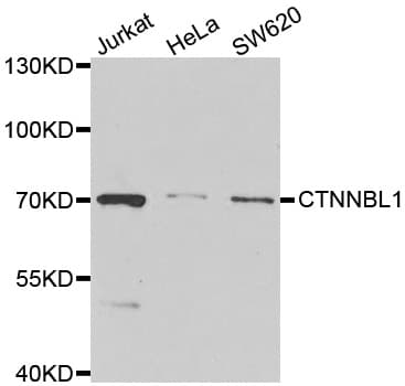 CTNNBL1 / NAP Antibody