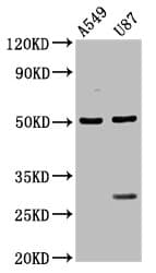 Polyclonal Rabbit anti-Human TASP / LANCL2 Antibody (IHC, IF, WB)