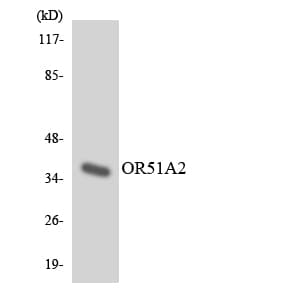 OR51A2 Antibody (aa191-240)