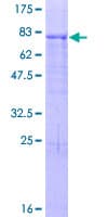 Human ZNF480 Protein (Recombinant GST)