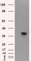 FAHD2A Antibody (clone OTI9B5, Carrier-free)