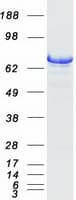 Human HSPA2 Protein (Recombinant Myc-DDK (Flag))