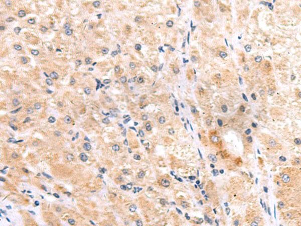 ITGA3 / CD49c Antibody