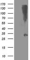 SNAP25 Antibody (clone OTI4B2)