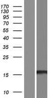 EDF1 / MBF1 Protein (Over-Expression Lysate Myc-DDK (Flag))