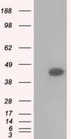 Basigin / Emmprin / CD147 Antibody (clone OTI9B10)