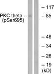 Polyclonal Rabbit anti-Human PRKCQ / PKC-Theta Antibody (phospho-Ser695, IHC, WB)