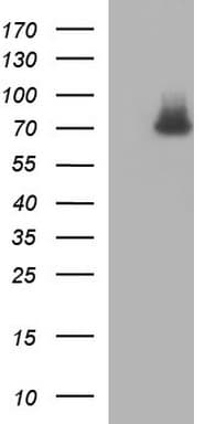GCLC Antibody (clone OTI1A3)