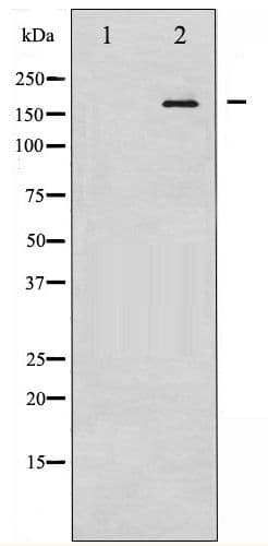 EGFR Antibody (phospho-Tyr1092)