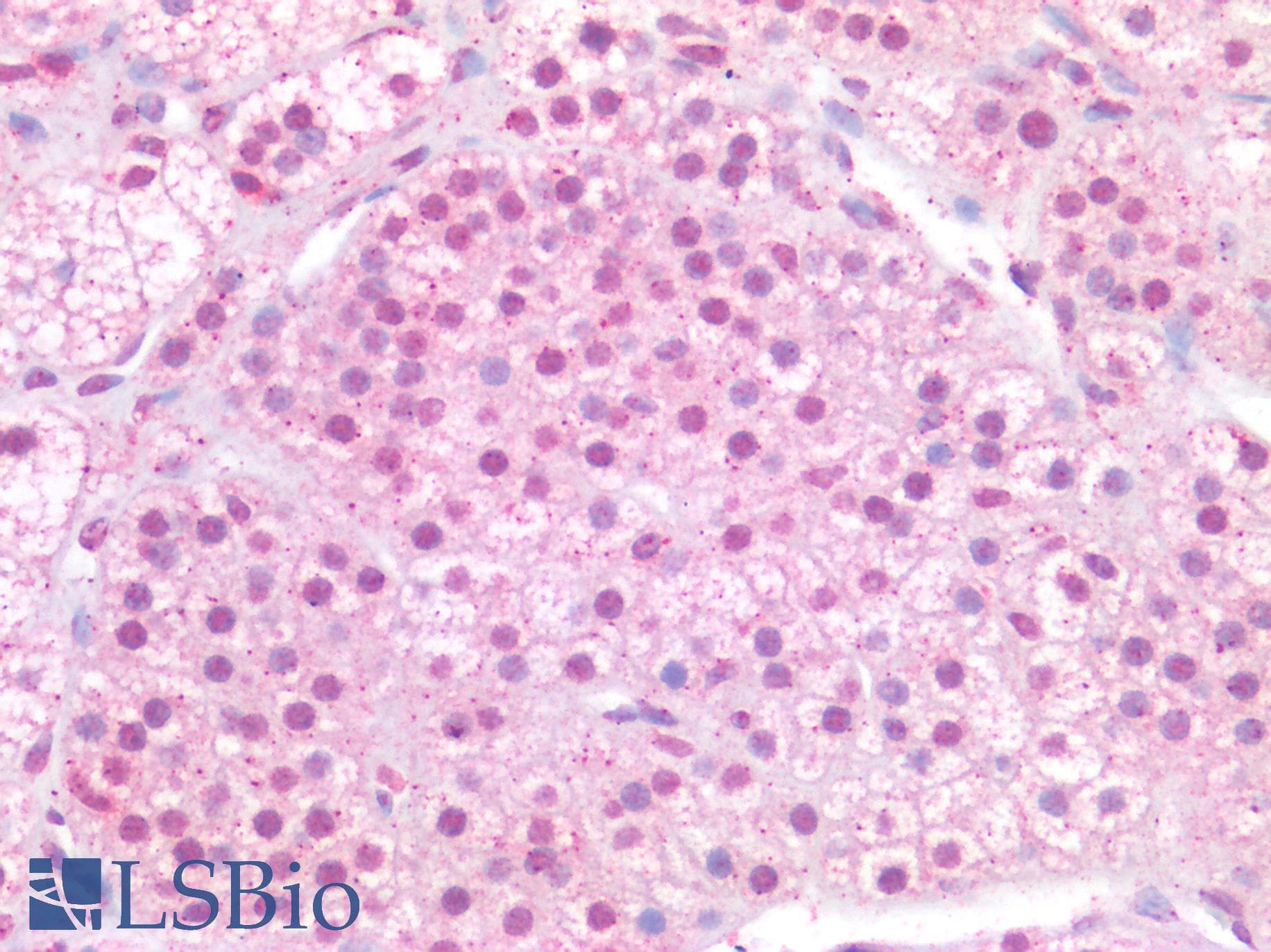 IHC-plus™ MAX Antibody