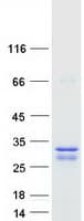 Human LOC285908 Protein (Recombinant Myc-DDK (Flag))