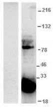 Polyclonal Chicken GFP Antibody (clone IQGFP6 Polyclonal, WB)