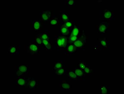 HIST1H4I Antibody