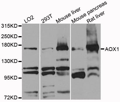 Polyclonal Rabbit anti-Human AOX1 / Aldehyde Oxidase Antibody (WB)