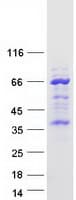 Human TMEM215 Protein (Recombinant Myc-DDK (Flag))