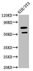 GDF5 / GDF-5 Antibody (aa202-501)