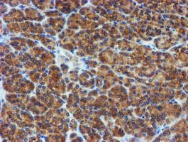 PPAT Antibody (aa42-278, clone OTI1B8)