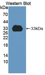 CYP1A2 Antibody (aa192-444, APC)